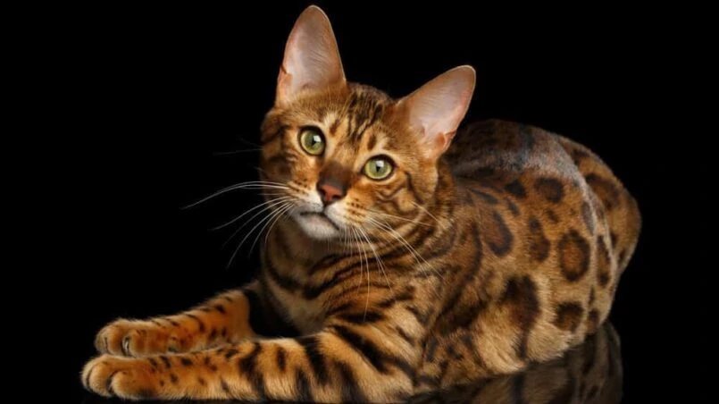 Bengal cats_Vocal_Cat