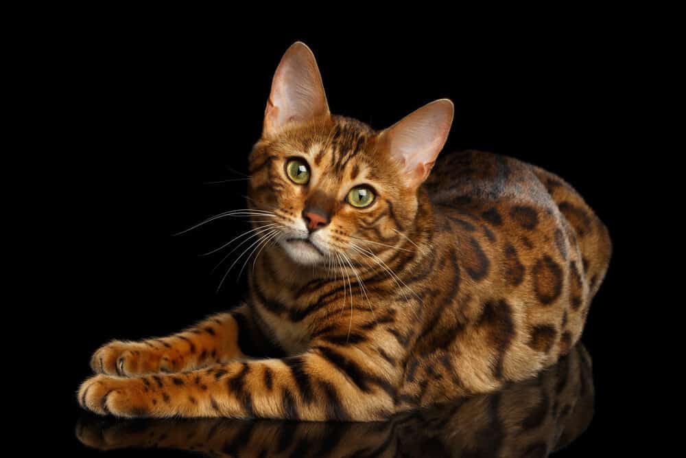 Bengal cats_Vocal_Cat