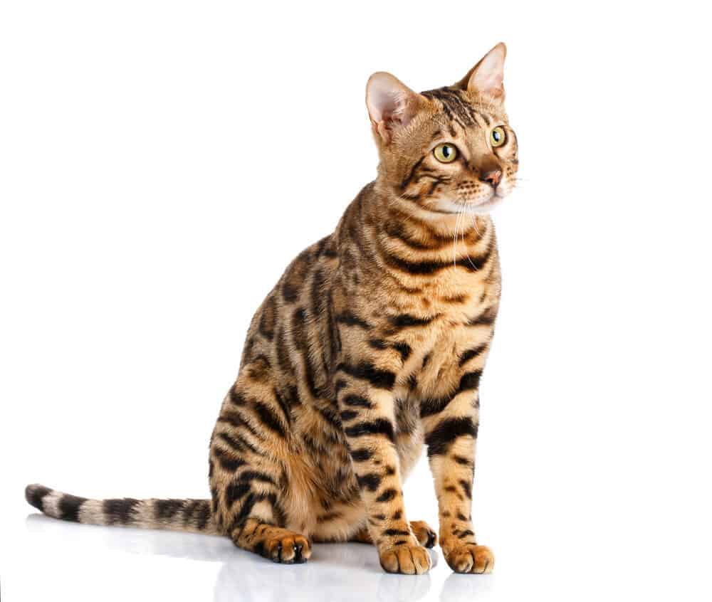 Bengal cat breeds