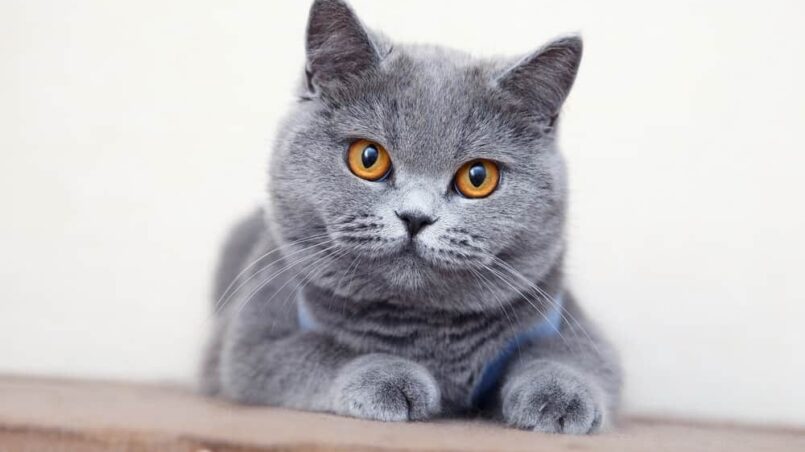 British Shorthair Cat breeds
