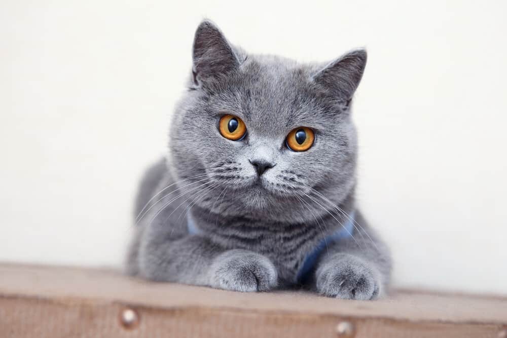 British Shorthair Cat breeds 