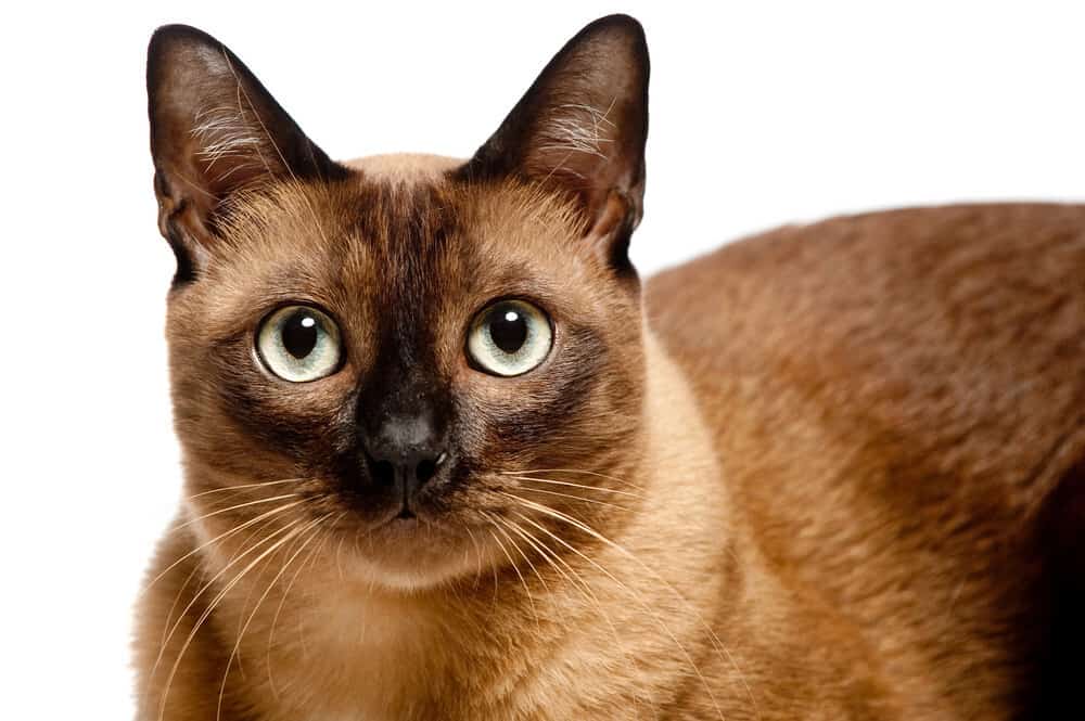 Burmese_Cat_Vocal_Cat_Breeds