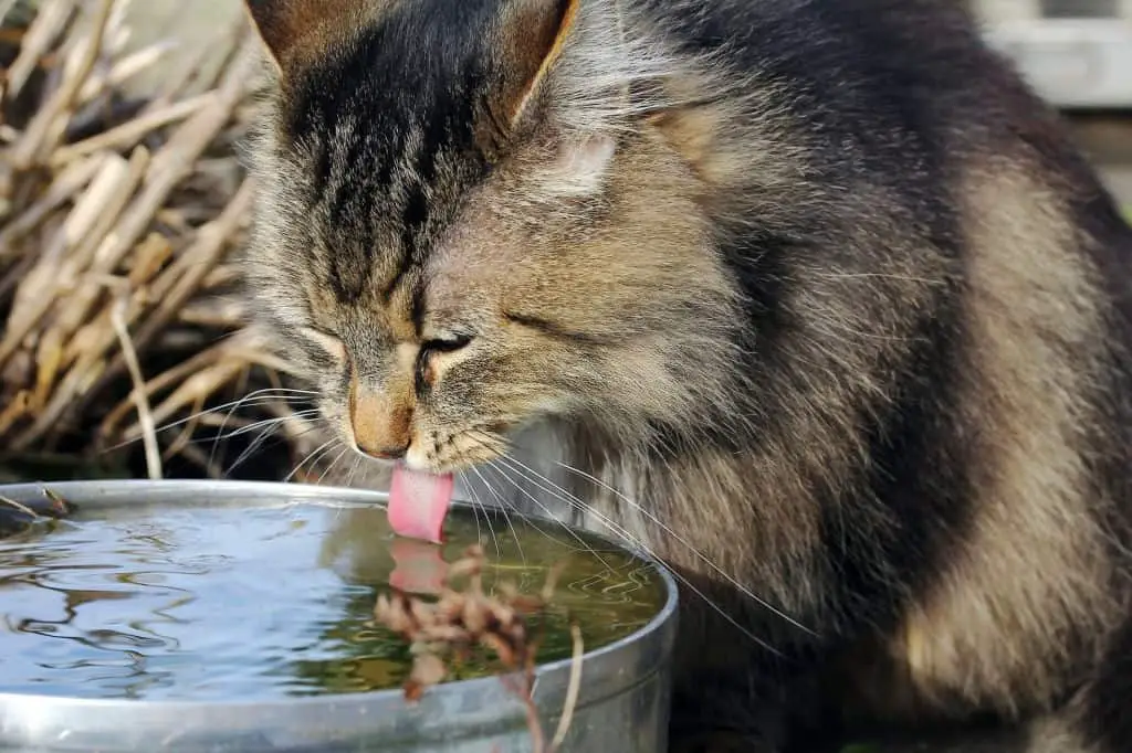 Cat Drinking Water