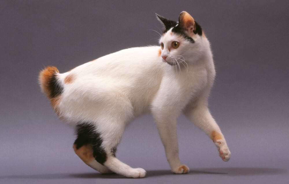 Japanese Bobtail_Vocal_Breeds