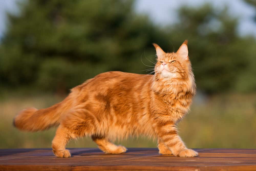 Maine coon Cat Breeds