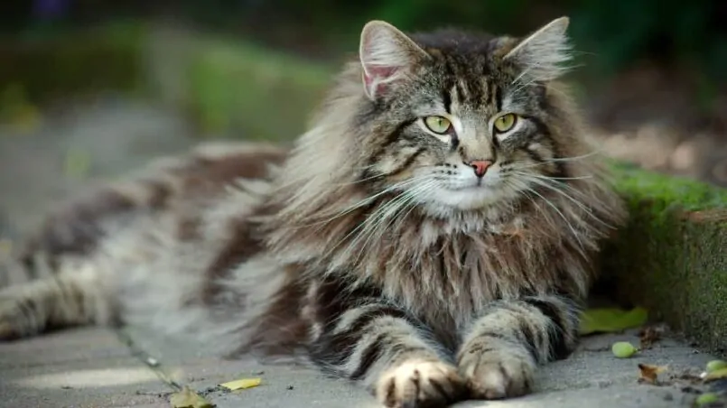 Norwegian Forest Cats breeds