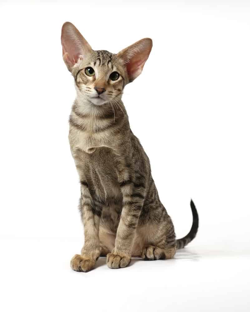 Vocal_Oriental Shorthair