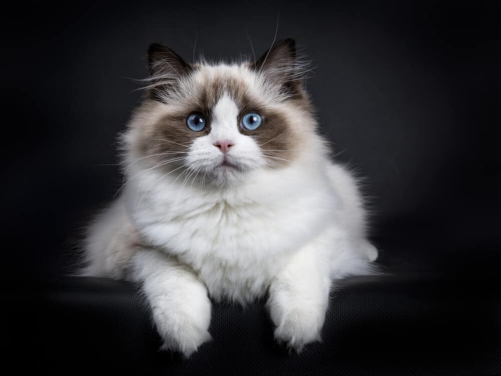 Ragdoll Cat Breeds