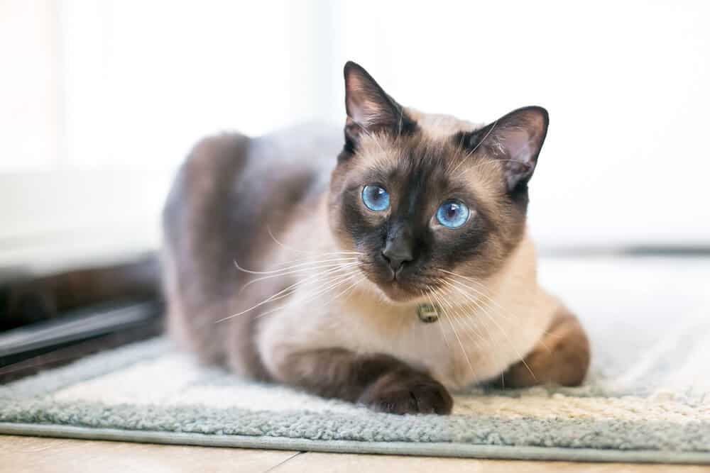 Siamese - Vocal Cat breeds 