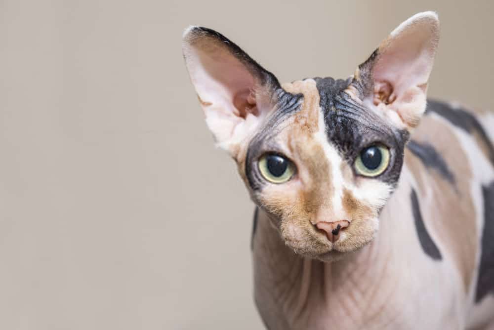 Vocal_Cat_Sphynx