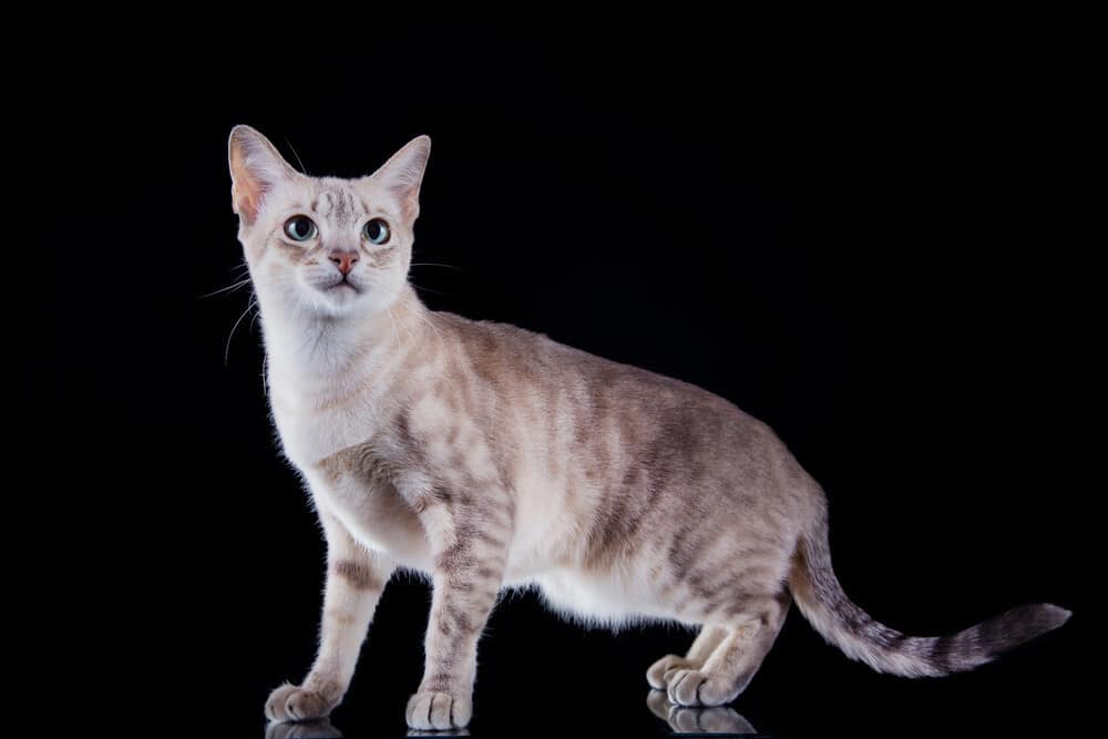 Tonkinese cats