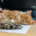 Can cats eat sunflower seeds