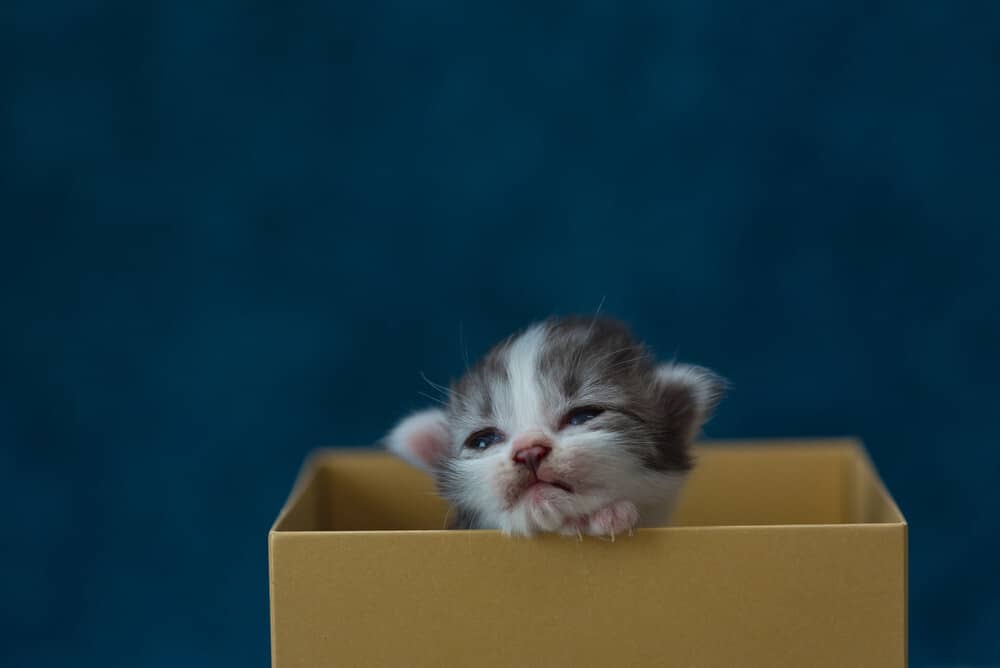 Cat sleeps in litter box I secret causes and ultimate solution