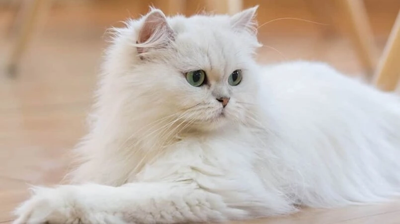 PERSIAN _ dumbest cat breeds