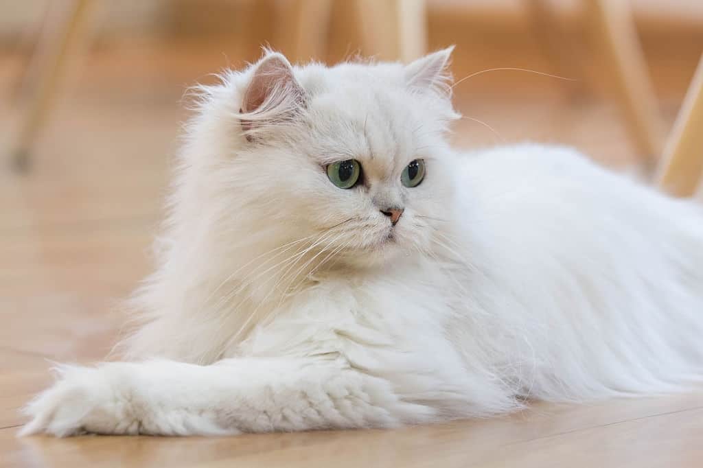 PERSIAN _ dumbest cat breeds