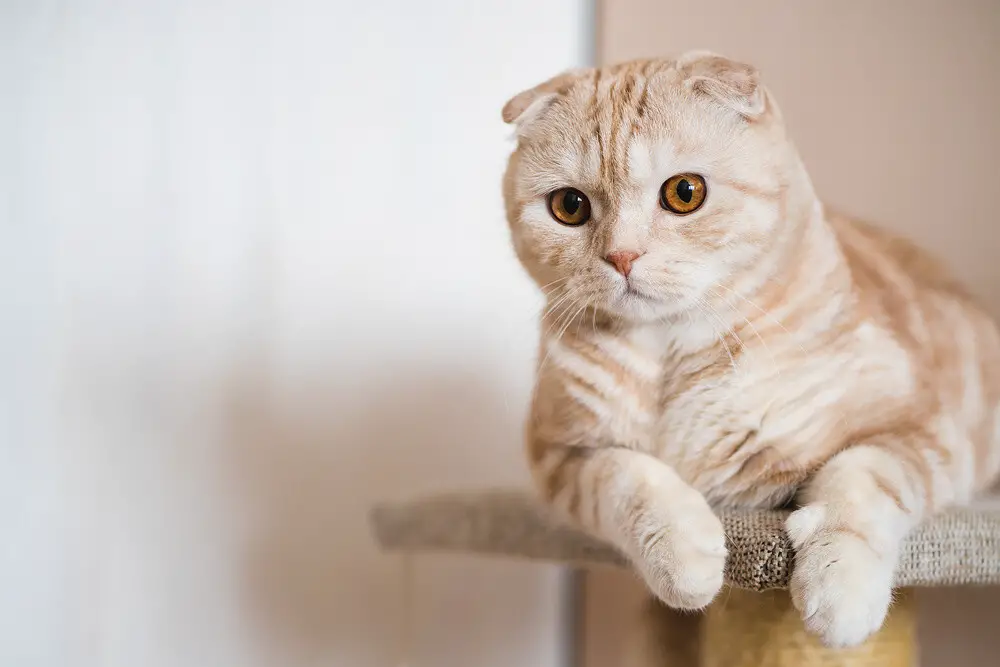 What are the smartest and dumbest cat breeds?