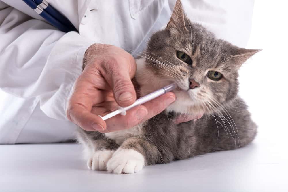 TREATMENT-OF-LEMON-POISONING-IN-CATS