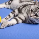 can cats eat lemon? Details Article