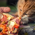 Can cats eat Pizza: The affect of pizza on your cats