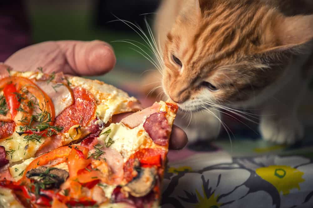 Can cats eat Pizza: The affect of pizza on your cats