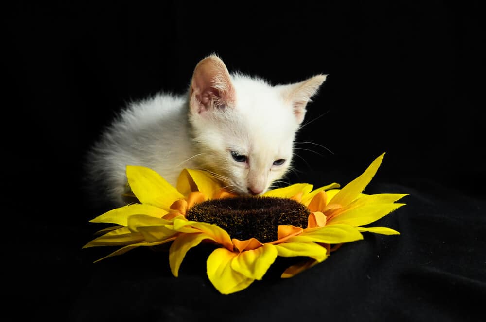 Can cats eat sunflower seeds?