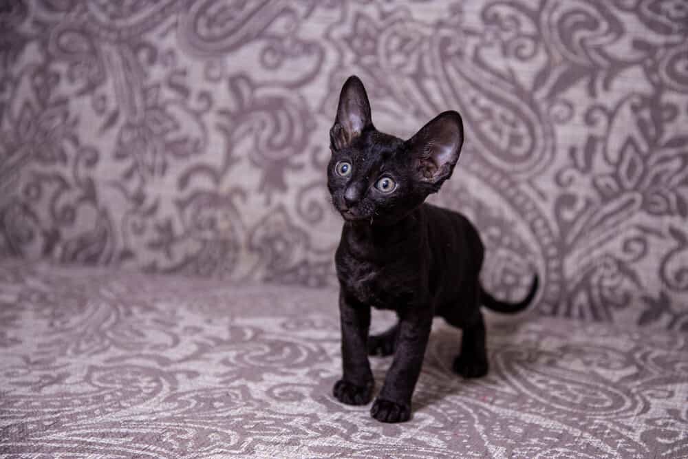 Cornish Rex Cat