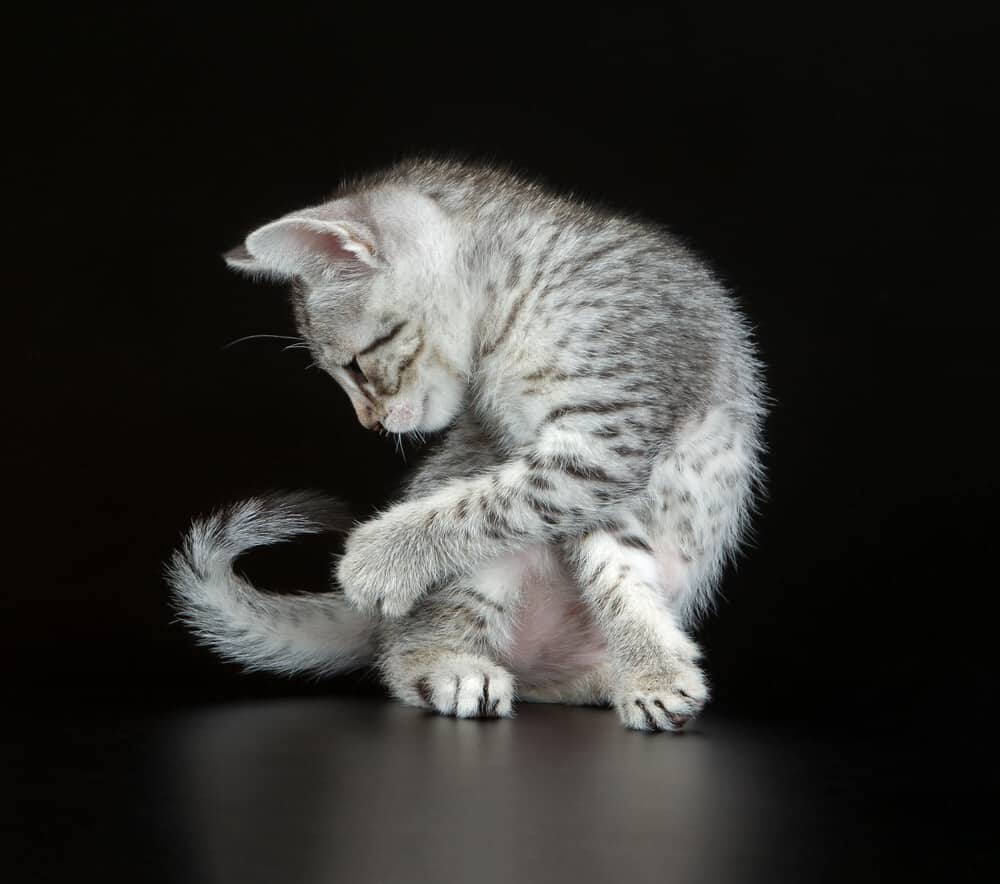 Egyptian Mau Cats