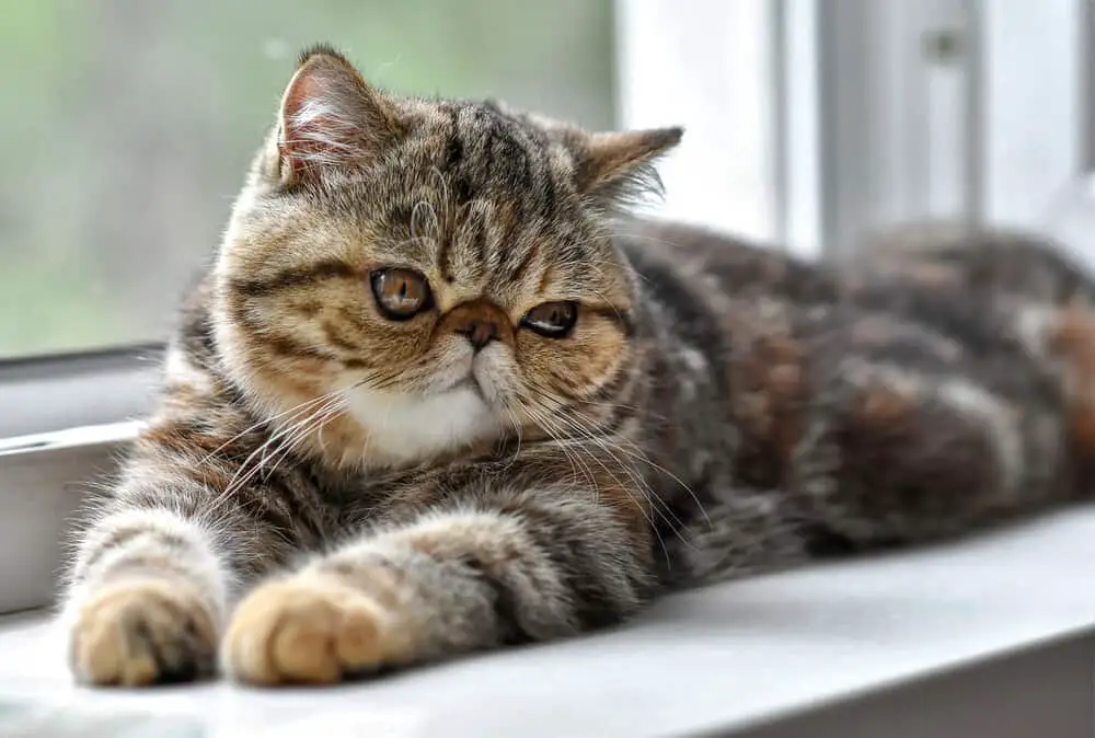 Exotic shorthair Cat