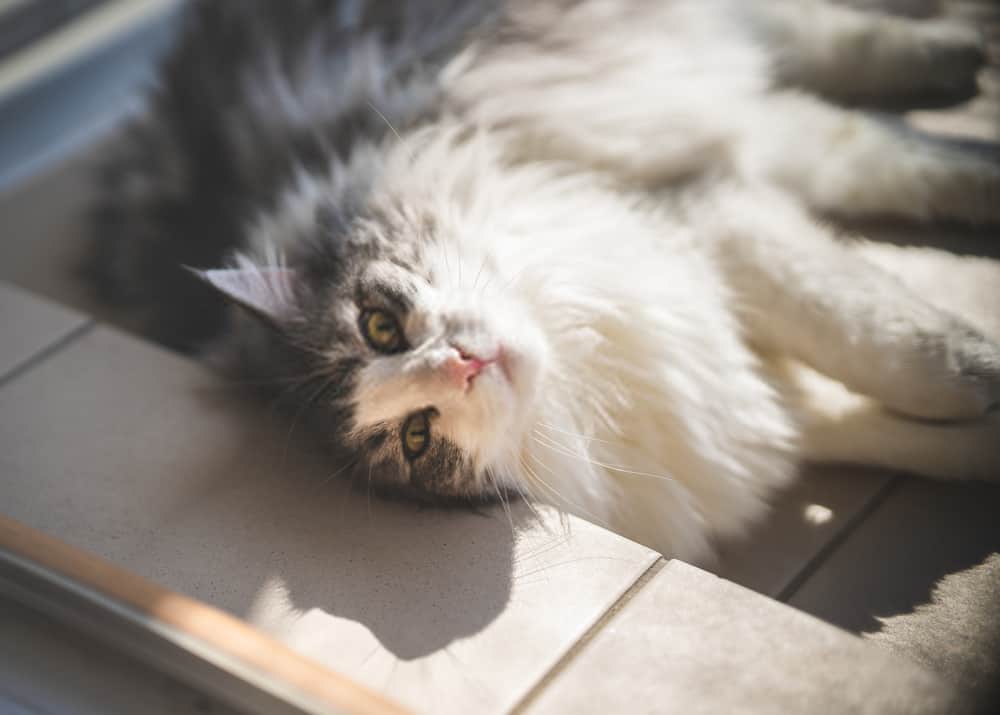 Norwegian Forest Cat