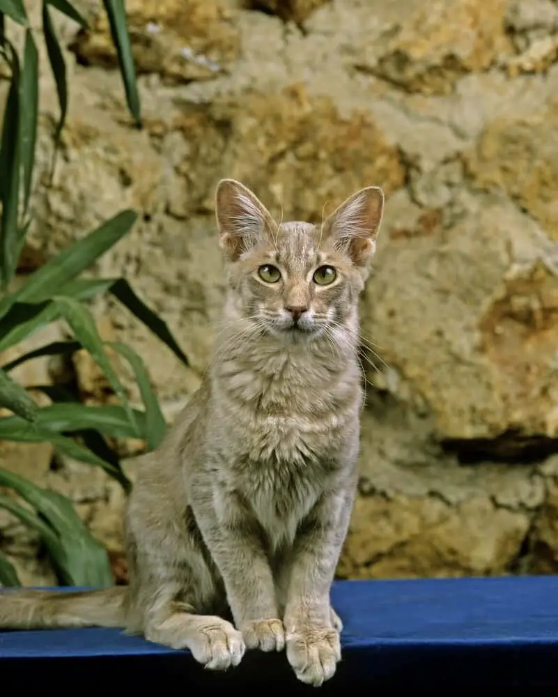 Oriental Longhair Cats