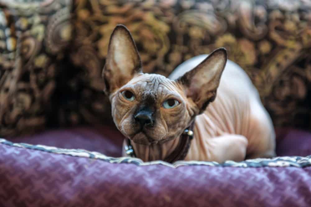 Peterbald Cat 