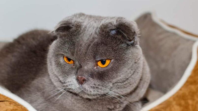 Scottish Fold