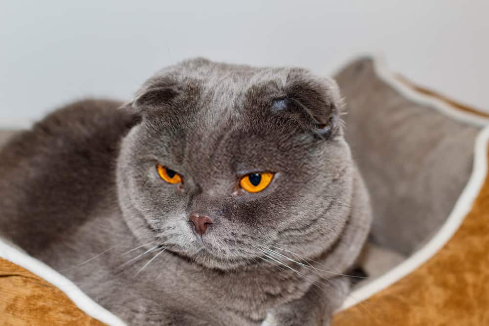 Scottish Fold