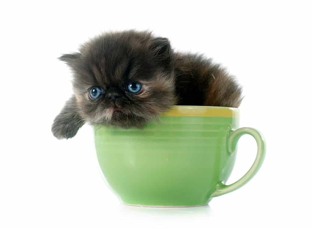 Teacup Persians Cat
