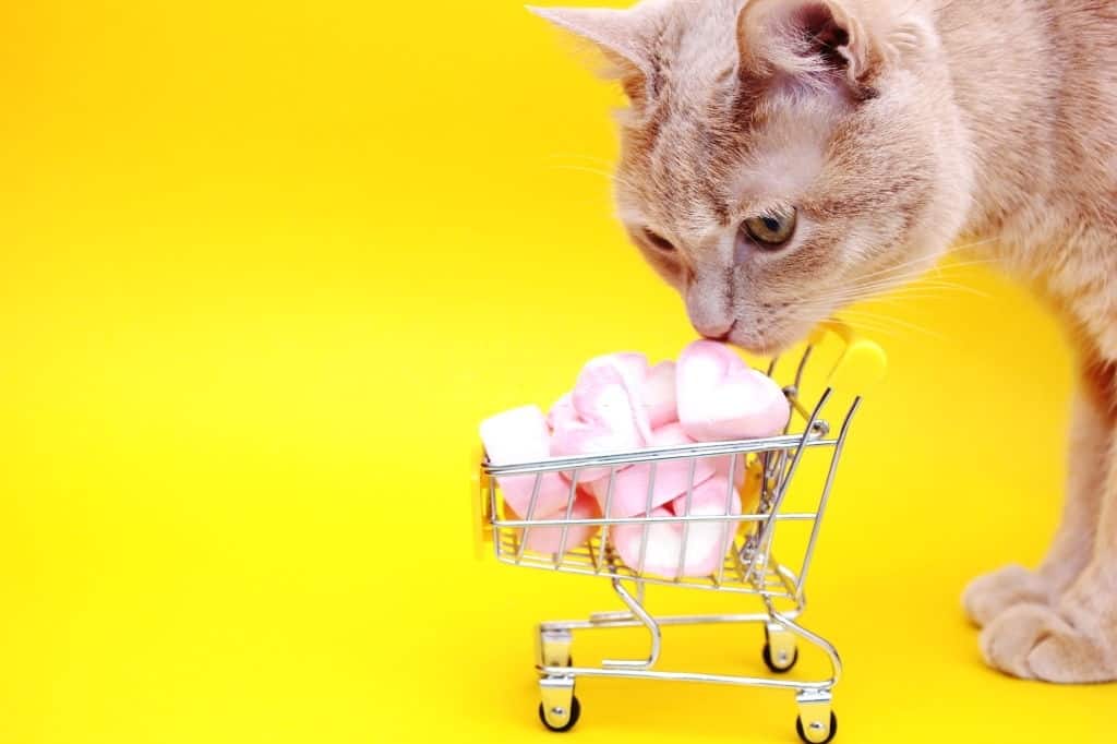 Can cats eat marshmallows? Know the secrets of marshmallow for cat