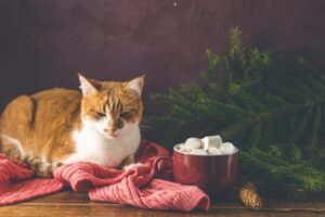 Can Cats Eat Marshmallows? Know the Secrets of Marshmallow for Cat