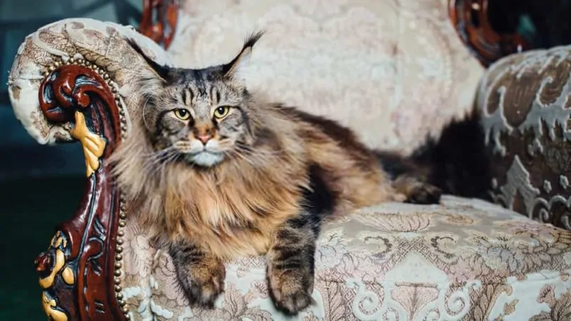 Maine coon cats