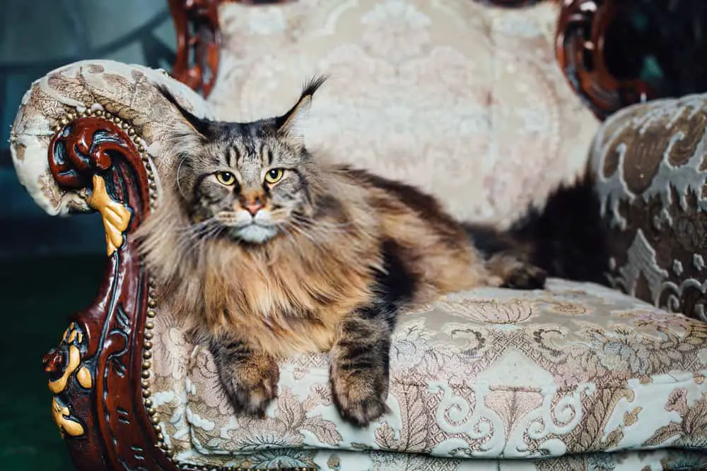 Maine coon cats