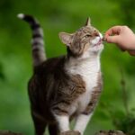 Grain free cat treats for sensitive cat stomach