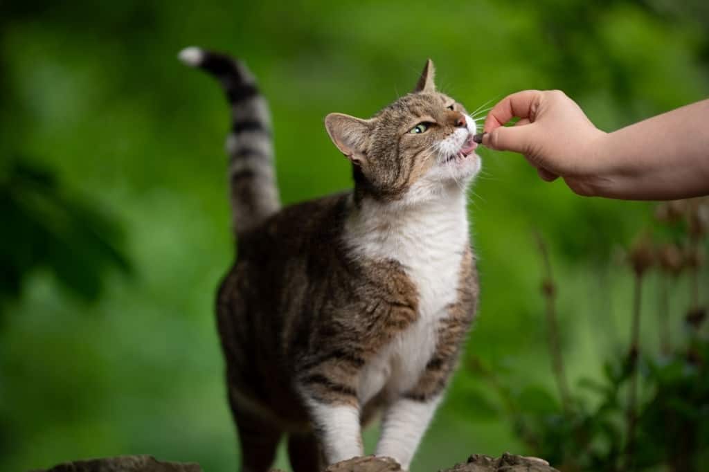 Grain free cat treats for sensitive cat stomach