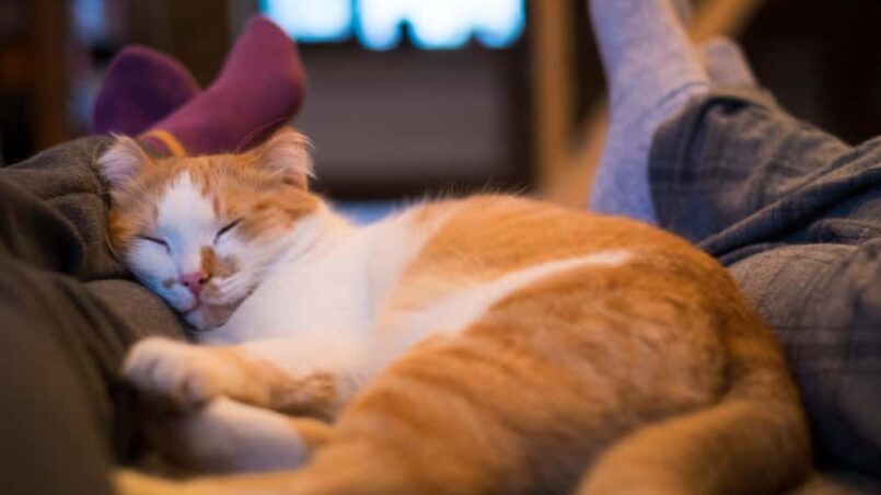 Why does my cat sleep on my legs? Ten unknown facts you should know.