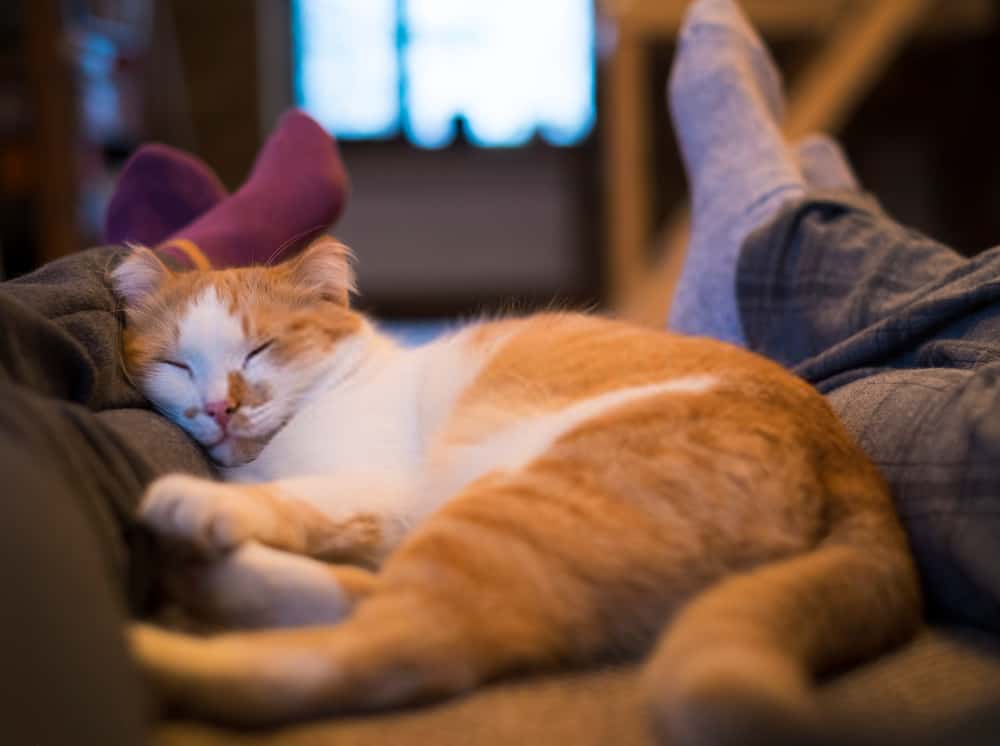 Why does my cat sleep on my legs? Ten unknown facts you should know.