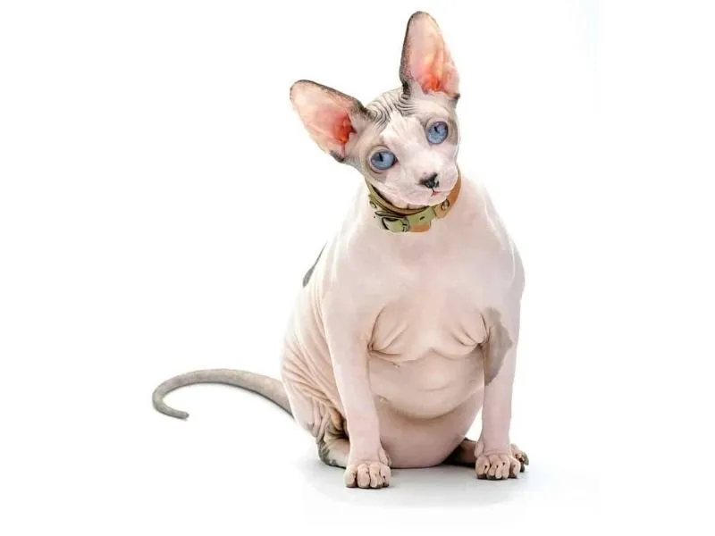 Fat sphynx cat