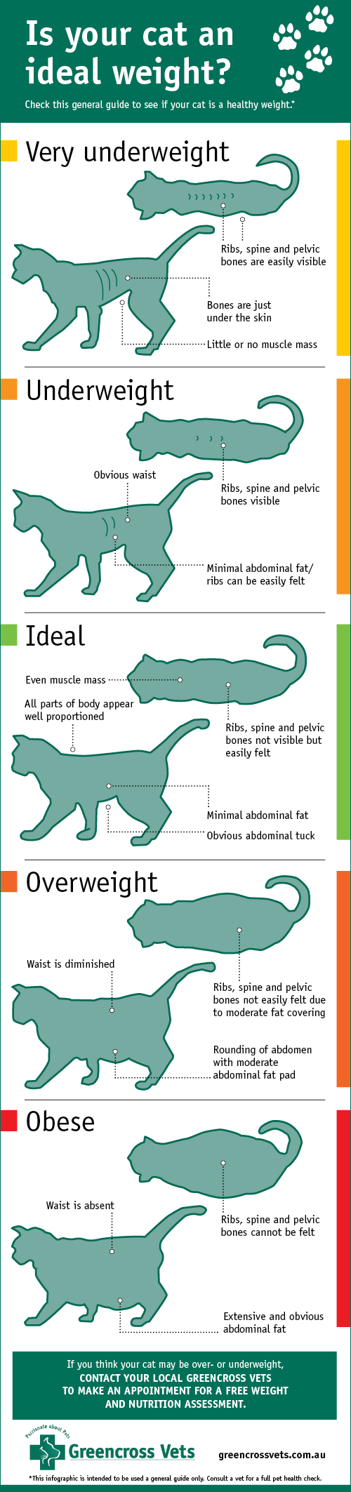 Is your cat an ideal weight?