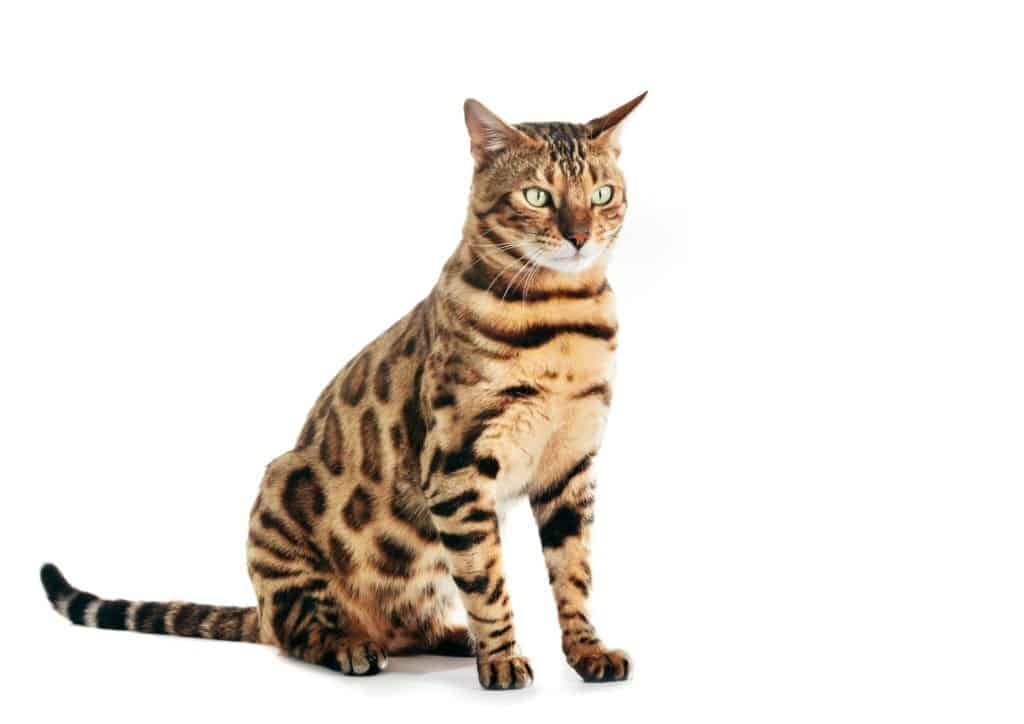Bengal_Maddest Cat