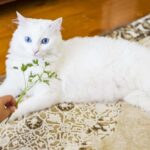 Is parsley safe for cats?