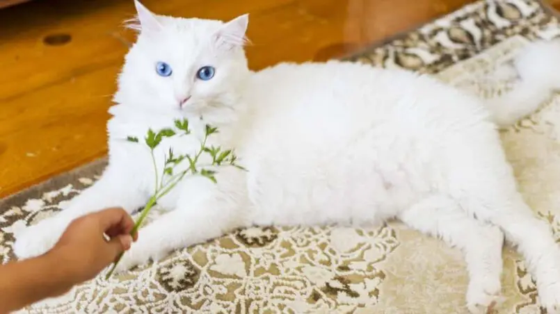 Is parsley safe for cats?