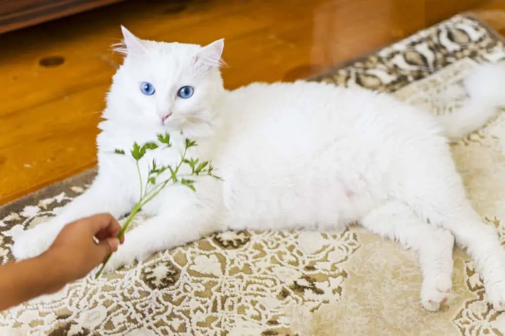 Is parsley safe for cats?