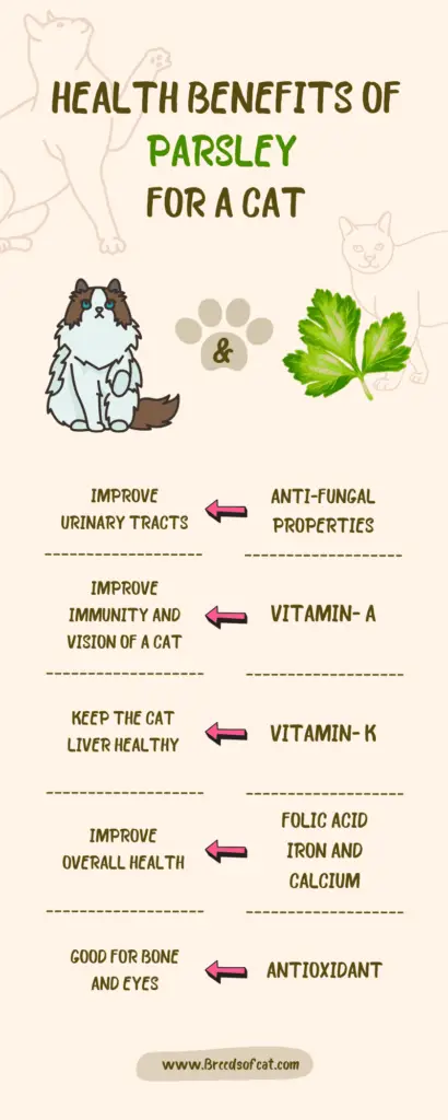 Health-Benefits-Of-Parsley-For-A-Cat