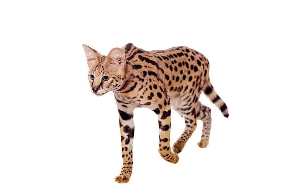 Serval_Maddest Cat